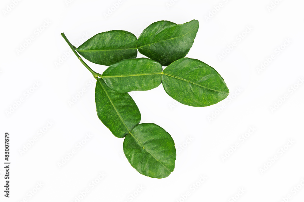 Leaf of bergamot. Leaf of bergamot.