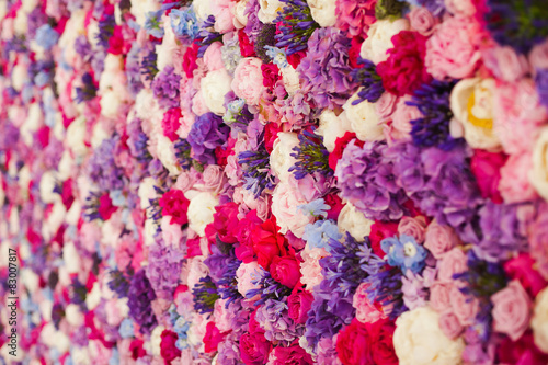 Beautiful wall made of red violet purple flowers, roses, tulips, press-wall, background    © tsuguliev