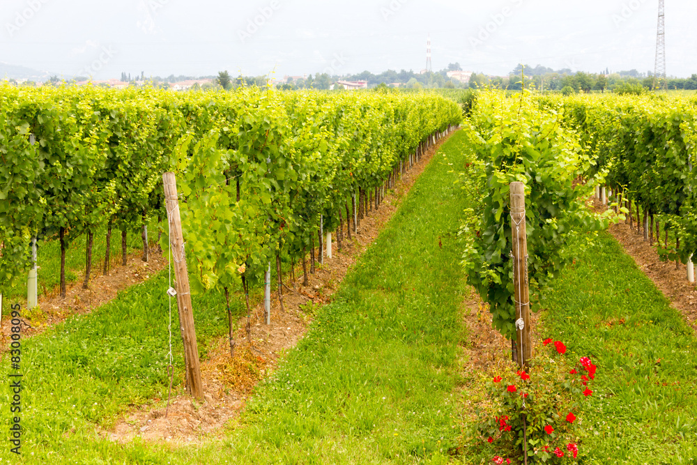 Obraz premium vineyard