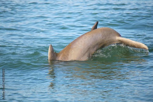 Tail of diving Common bottlenose dolphin