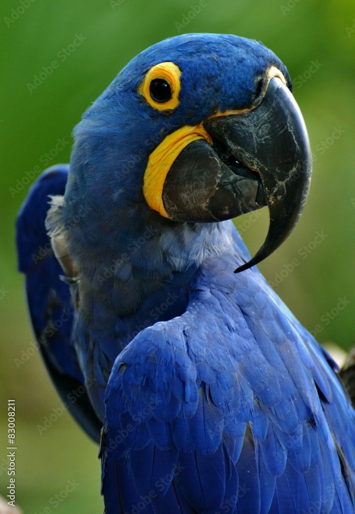 Naklejka premium Blue Hyacinth Macaw