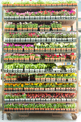 Shelves full of potted seedlings in a nursery