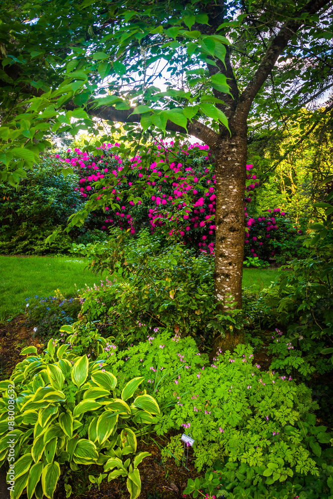 Tree and gardens at Pittock Acres Park, in Portland, Oregon. Tree and gardens at Pittock Acres Park, in Portland, Oregon.