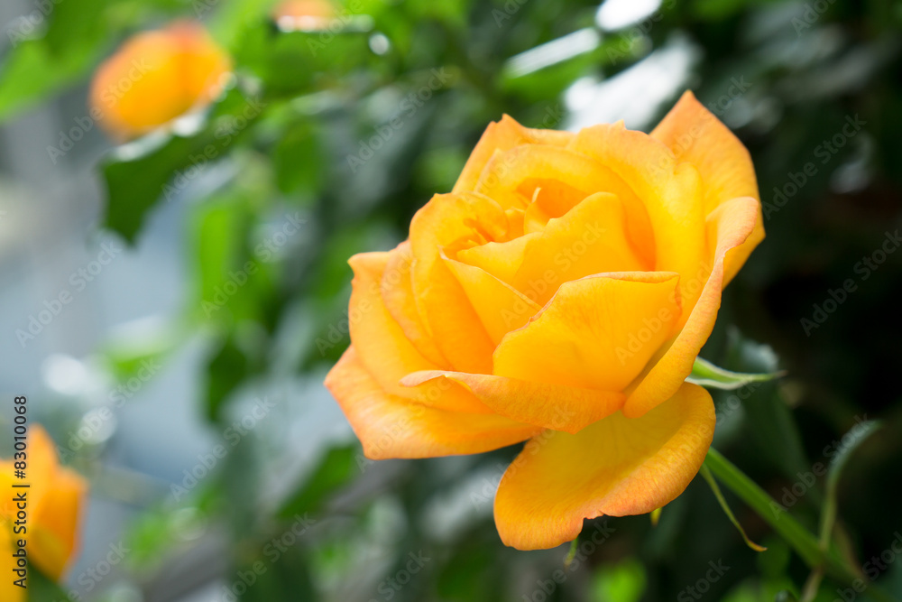黄色い薔薇の花 黄色い薔薇の花