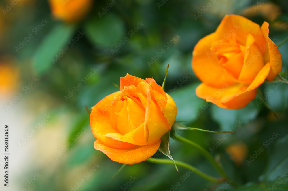 黄色い薔薇の花 黄色い薔薇の花