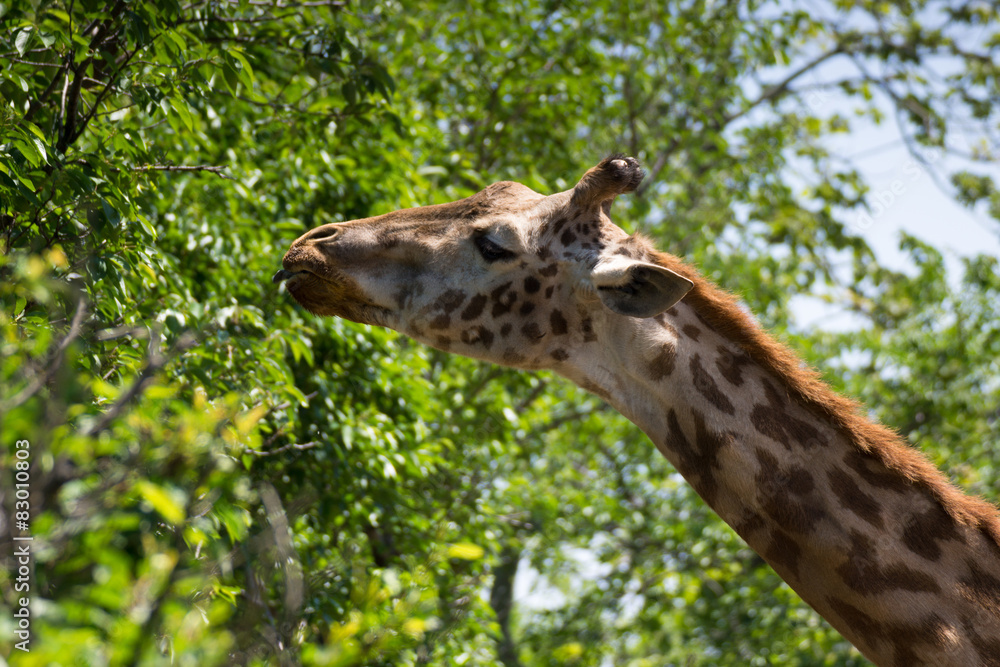 Obraz premium 動物園の人気者キリン