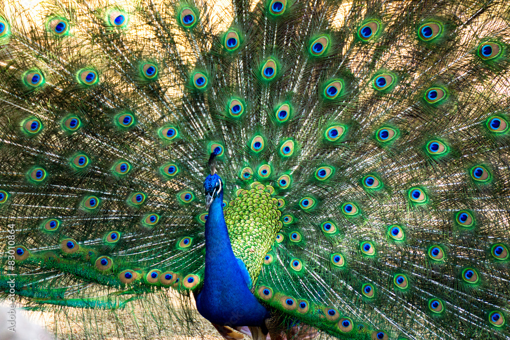 Fototapeta premium 動物園のインドクジャク