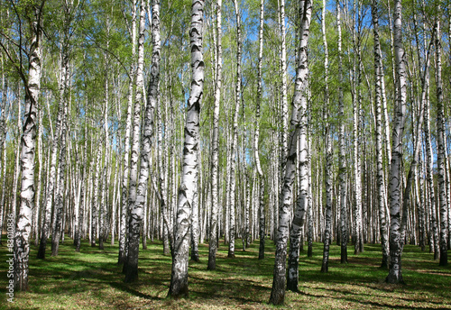 Spring birches in sunlight