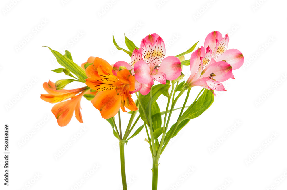 Alstroemeria Alstroemeria