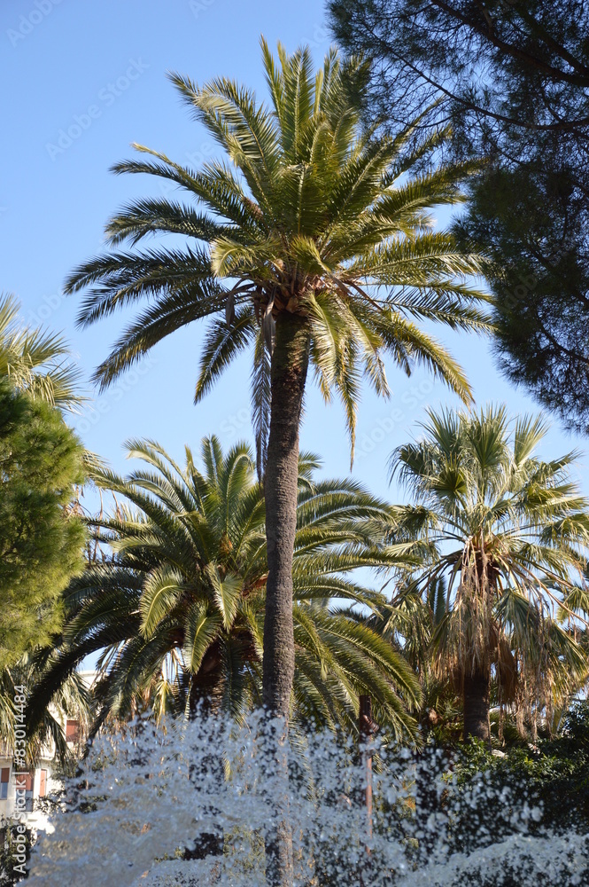 Palme hinter Springbrunnen