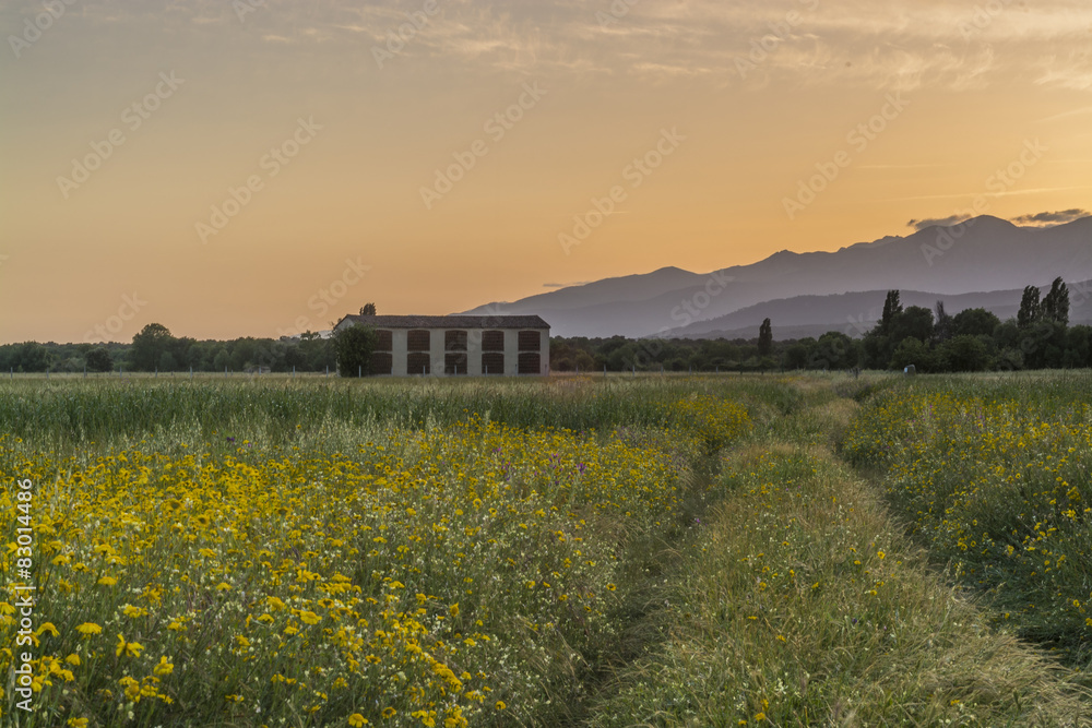 flowers sumset 