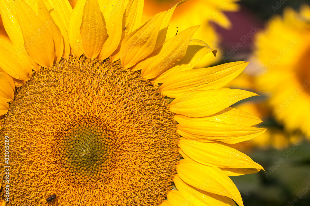 Obraz premium Sunflower field in summer