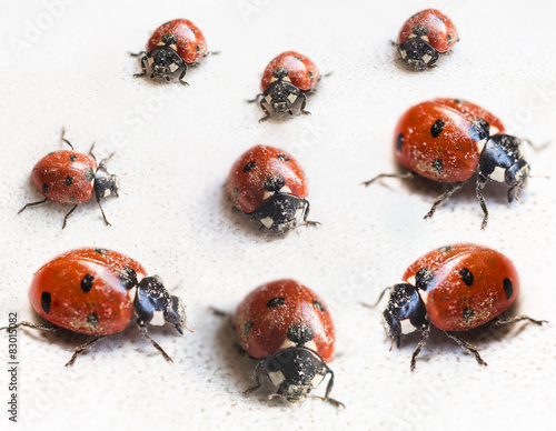 set of ladybugs after hibernation in indoor
