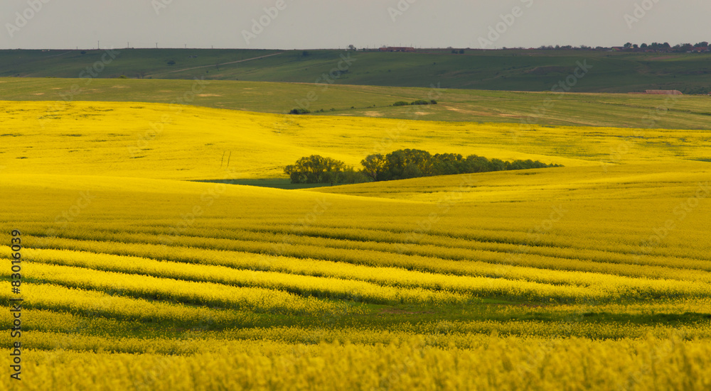 Fototapeta premium Canola fields in remote rural area