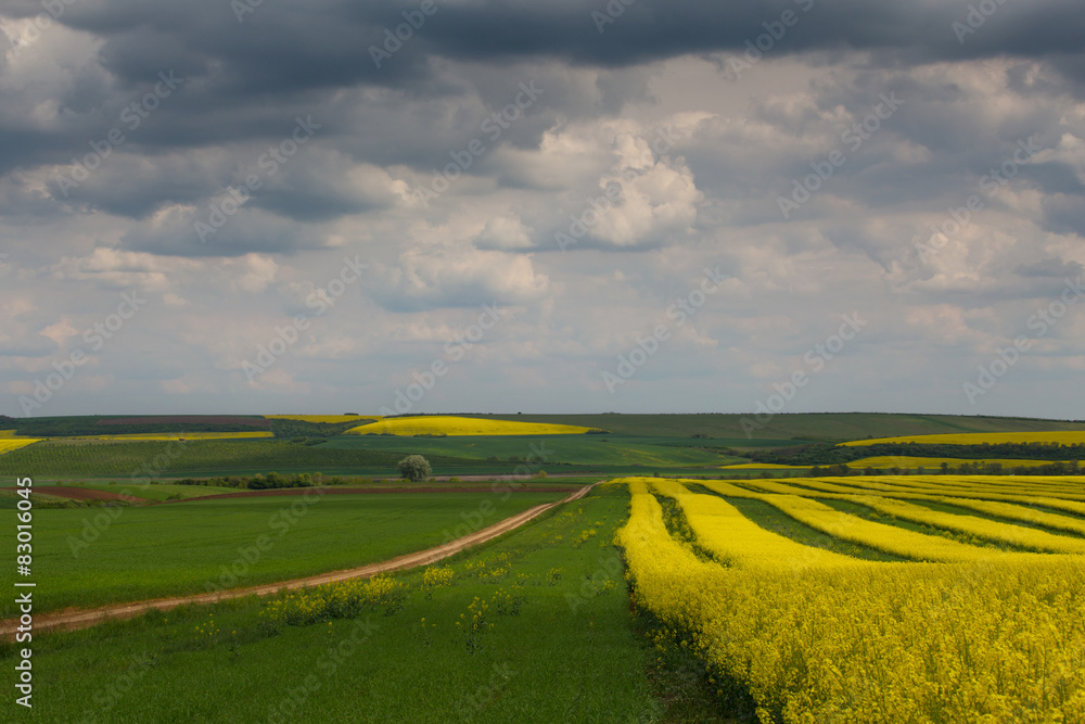 Fototapeta premium Canola fields in remote rural area