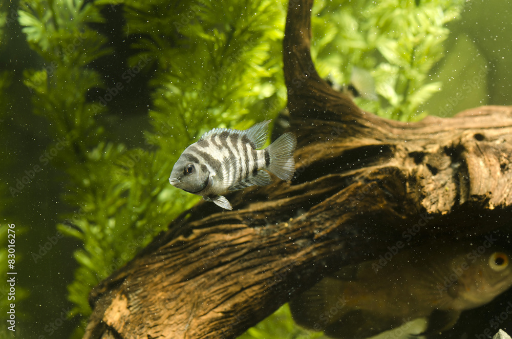 Convict cichlid, Zebra Chanchito Convict cichlid, Zebra Chanchito