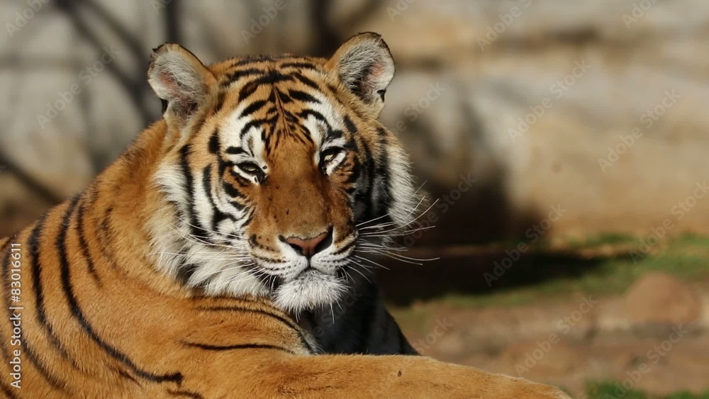 Portrait of a Bengal tiger irritated by flies Portrait of a Bengal tiger irritated by flies