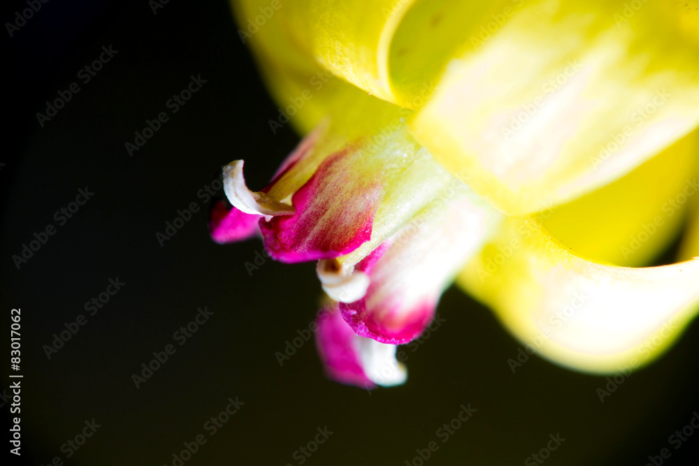 Fototapeta premium close-up photo of a flower of a black currant