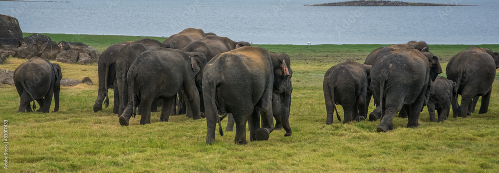 Fototapeta premium Elephants in Minneriya national park in Sri Lanka