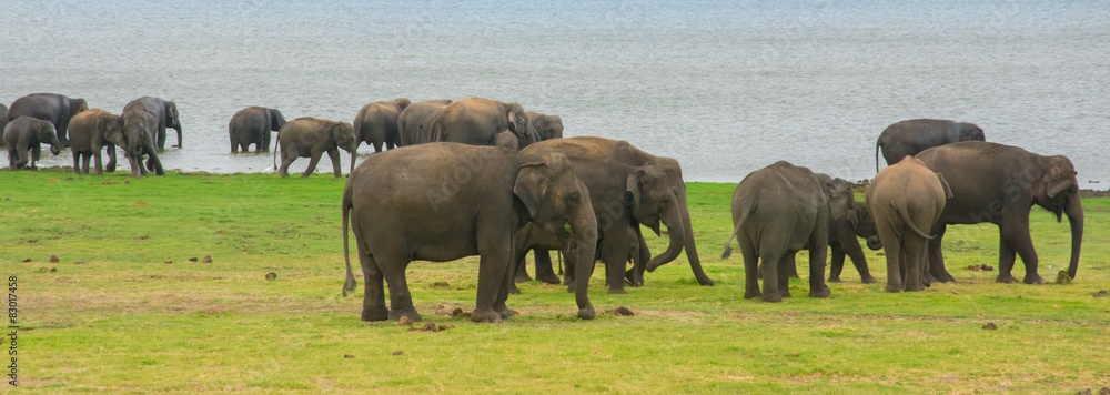 Naklejka premium Elephants in Minneriya national park in Sri Lanka