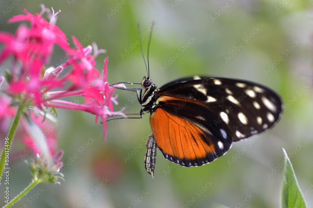 Tiger Longwing butterfly on flower Tiger Longwing butterfly on flower