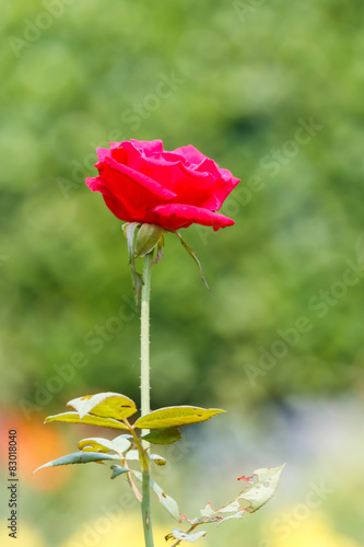 beautiful rose in garden