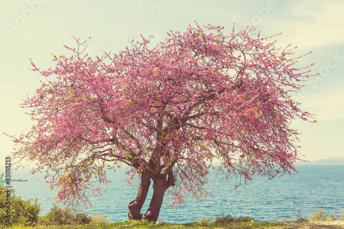 Tableau sur toile Blossom redbud