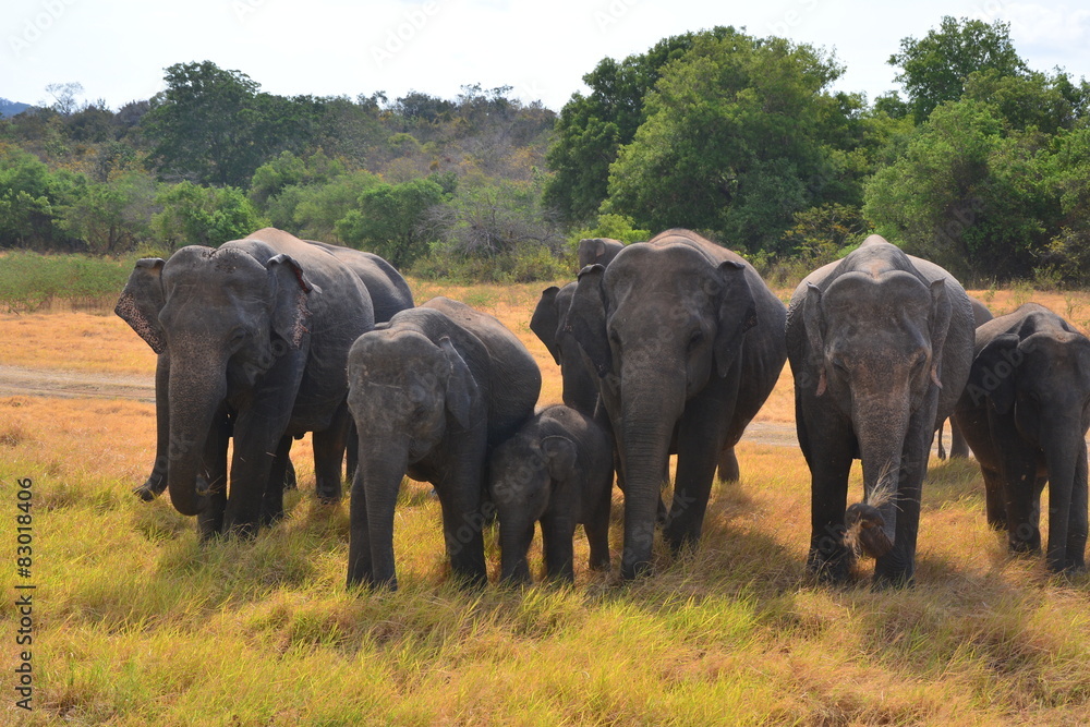 Obraz premium Elephants in Minneriya national park in Sri Lanka