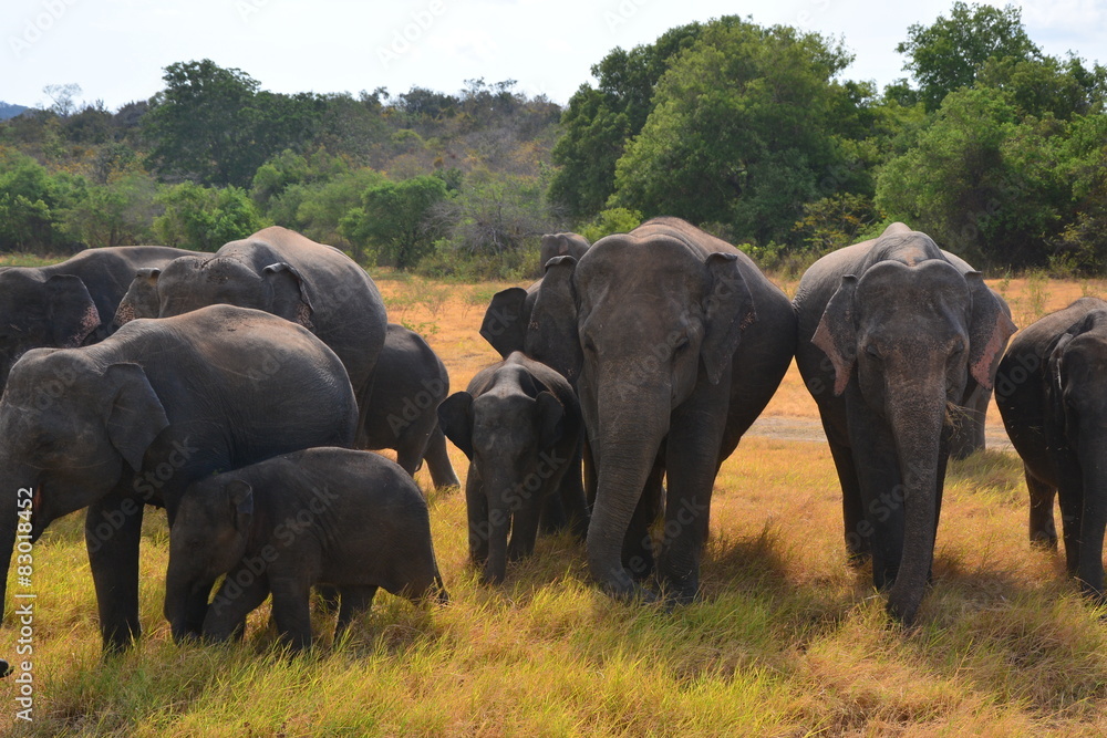 Fototapeta premium Elephants in Minneriya national park in Sri Lanka