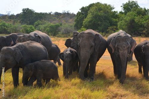 Elephants in Minneriya national park in Sri Lanka