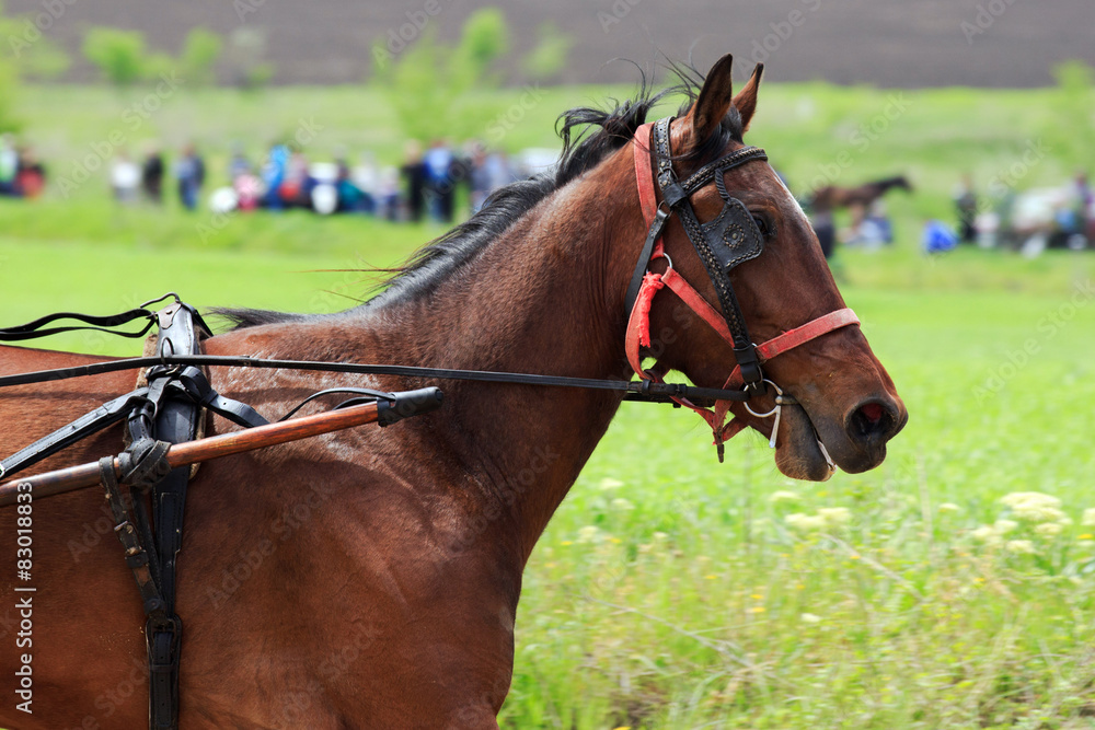 horse racing