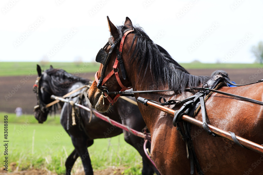 horse racing horse racing
