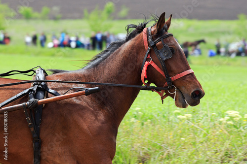 horse racing © dangutu