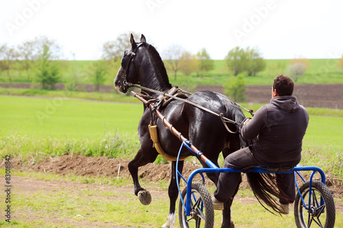 horse racing © dangutu
