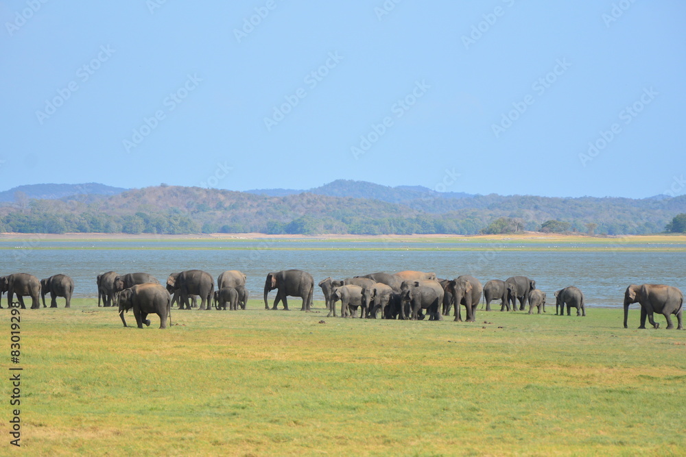 Obraz premium Elephants in Minneriya national park in Sri Lanka