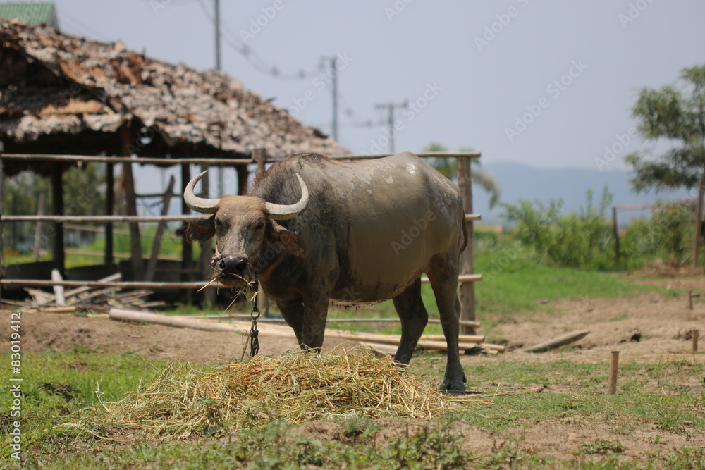 Buffalo eats grass.