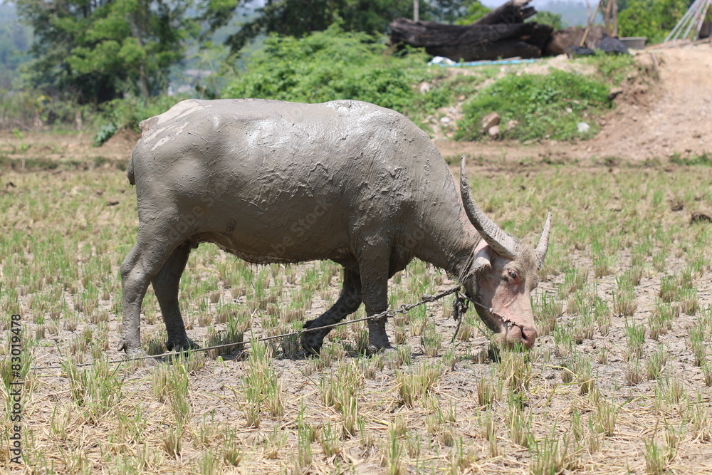 Buffalo eats grass. Buffalo eats grass.