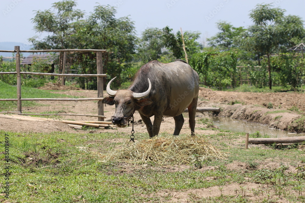 Fototapeta premium Buffalo eats grass.