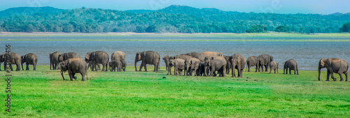 Elephants in Minneriya national park in Sri Lanka photo