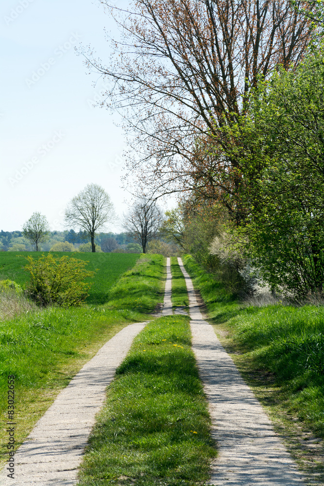 country road between trees and green fields