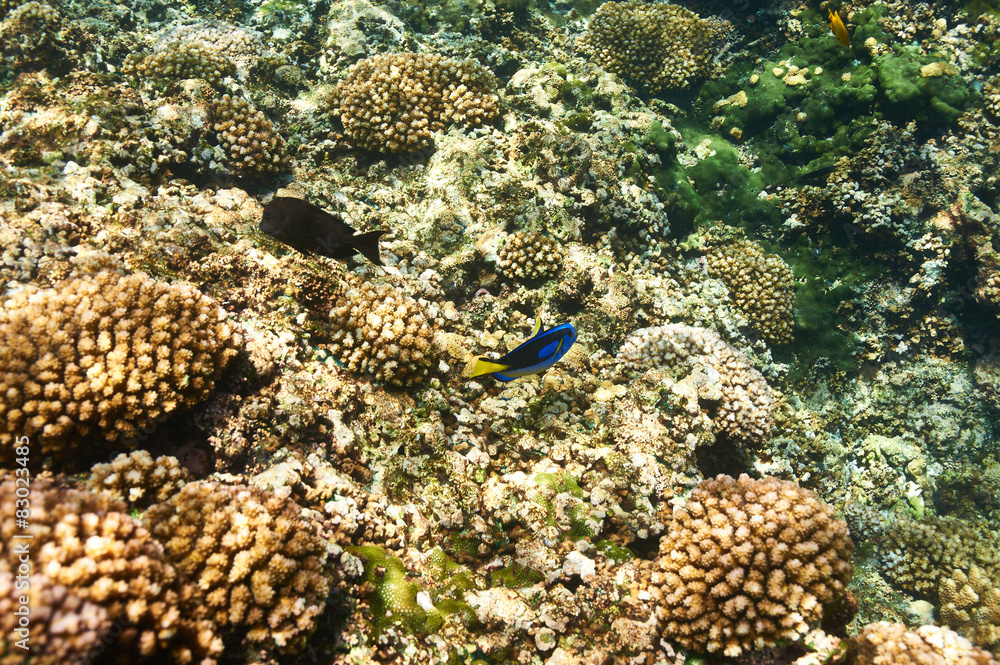 Coral reef and fish