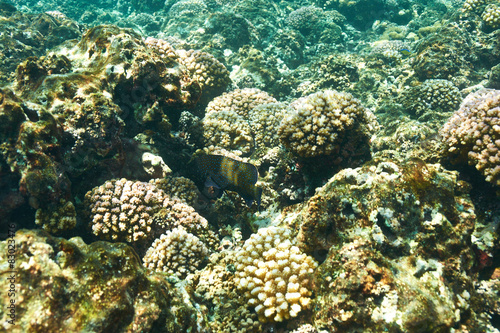 Coral reef and fish