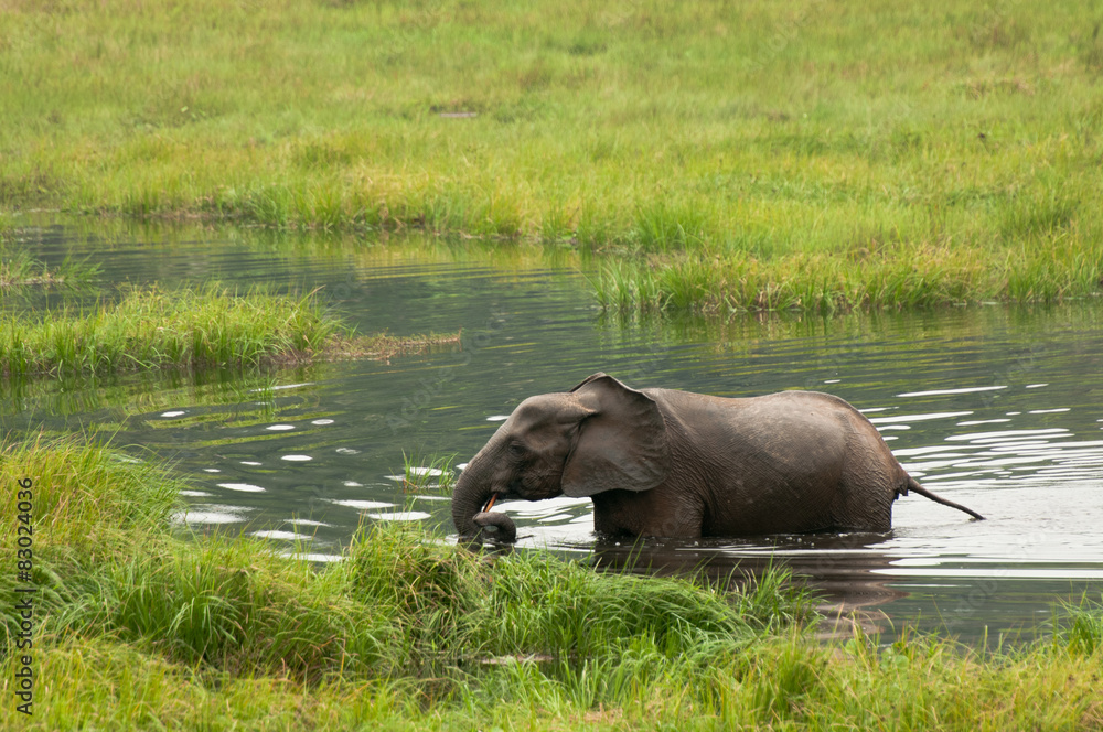 Naklejka premium Forest elephant, Mbeli bai, Nouabale Ndoki National Park