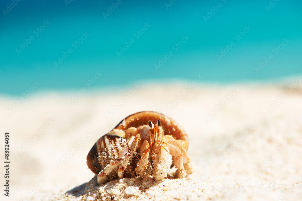 Hermit crab at beach