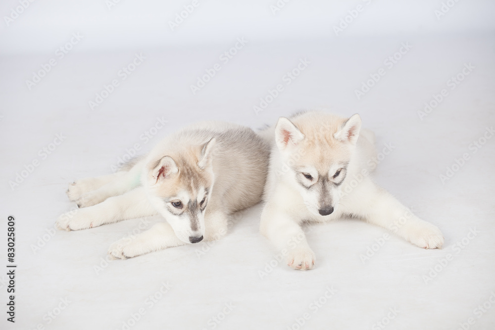 Fototapeta premium Siberian Husky dogs