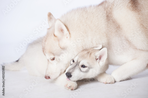  Siberian Husky dogs