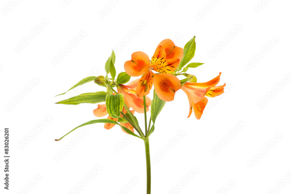 Fototapeta premium Alstroemeria