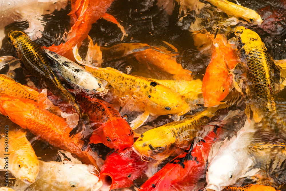 Koi Fisch Koi Fisch
