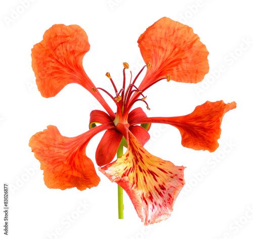 Foto Red peacock Flower isolated on the white background