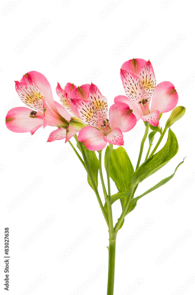 Alstroemeria Alstroemeria